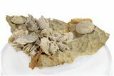 Miniature Fossil Cluster (Ammonites, Urchin) - France #270564-1